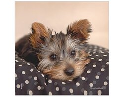 Produits entretien Kelnet MICROFIBRE Rachael Hale 2