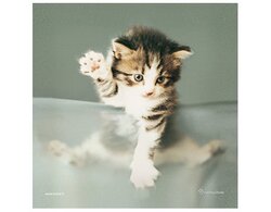 Produits entretien Kelnet MICROFIBRE Rachael Hale 2