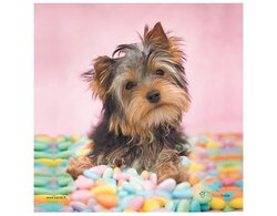 Produits entretien Kelnet MICROFIBRE Rachael Hale 2