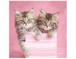 Produits entretien Kelnet MICROFIBRE Rachael Hale 2