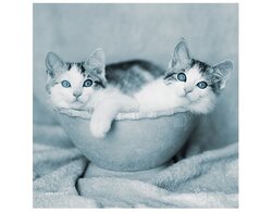 Produits entretien Kelnet MICROFIBRE Rachael Hale 2