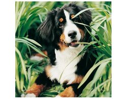 Produits entretien Kelnet MICROFIBRE Rachael Hale 2