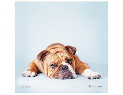 Produits entretien Kelnet MICROFIBRE Rachael Hale 2