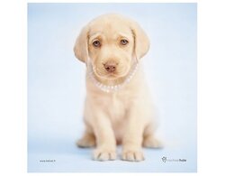 Produits entretien Kelnet MICROFIBRE Rachael Hale 2