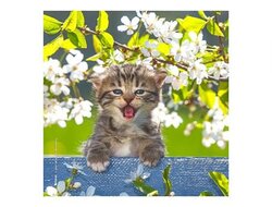 Produits entretien Kelnet MICROFIBRE Bébés Chatons