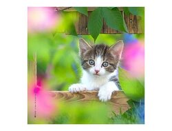 Produits entretien Kelnet MICROFIBRE Bébés Chatons
