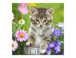 Produits entretien Kelnet MICROFIBRE Bébés Chatons