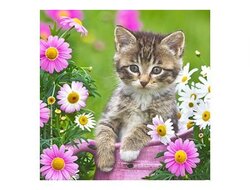 Produits entretien Kelnet MICROFIBRE Bébés Chatons