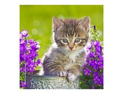 Produits entretien Kelnet MICROFIBRE Bébés Chatons